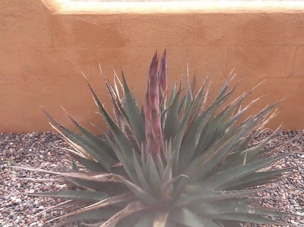 Lazy Dog Ranch Hotel Sierra Vista Exterior photo